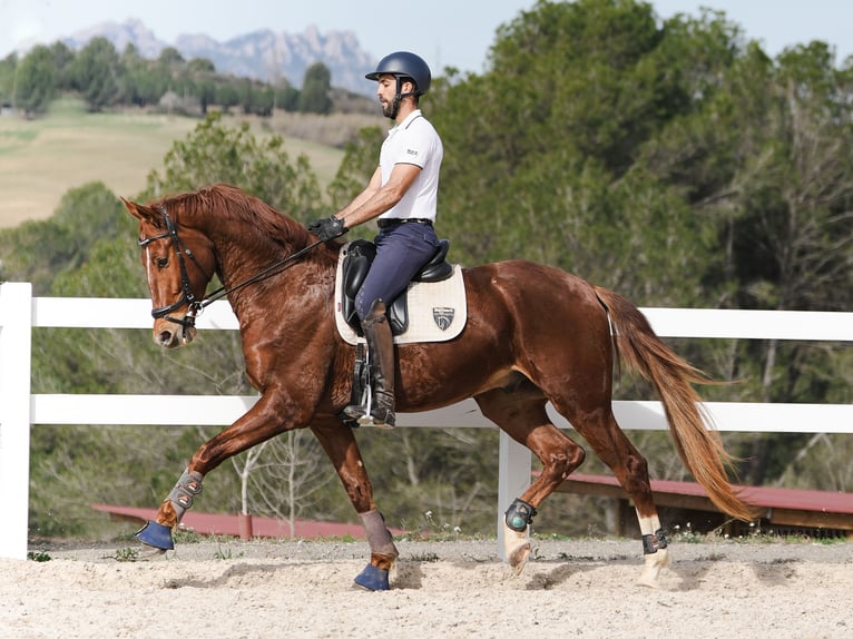 Cheval de sport espagnol Hongre 6 Ans 168 cm Alezan in Sant Cugat Del Valles