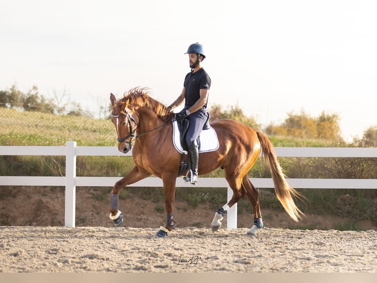 Cheval de sport espagnol Hongre 6 Ans 168 cm Alezan in Sant Cugat Del Valles