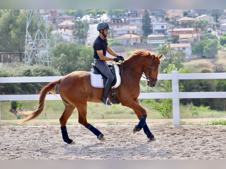 Cheval de sport espagnol Hongre 6 Ans 168 cm Alezan in Sant Cugat Del Valles