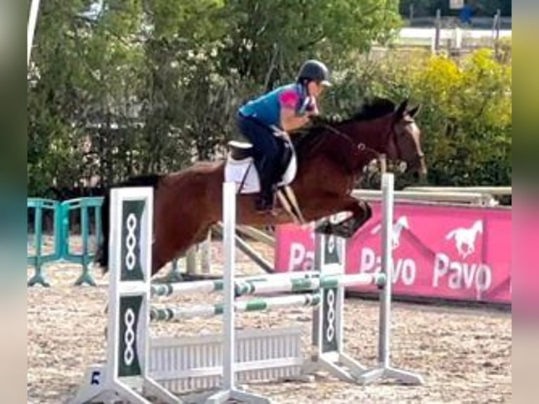 Cheval de sport espagnol Croisé Hongre 6 Ans 168 cm Bai cerise in MADRID