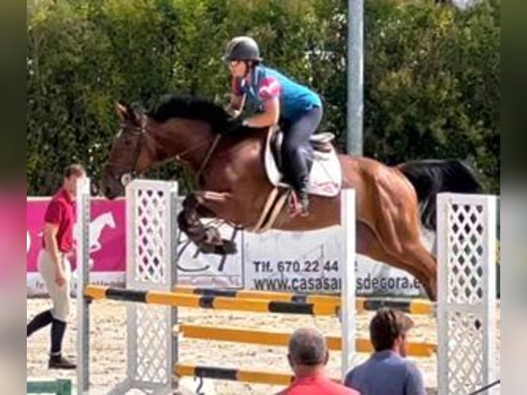 Cheval de sport espagnol Croisé Hongre 6 Ans 168 cm Bai cerise in MADRID