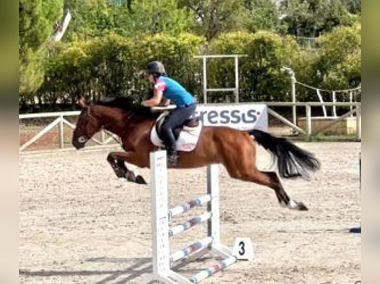 Cheval de sport espagnol Croisé Hongre 6 Ans 168 cm Bai cerise in MADRID