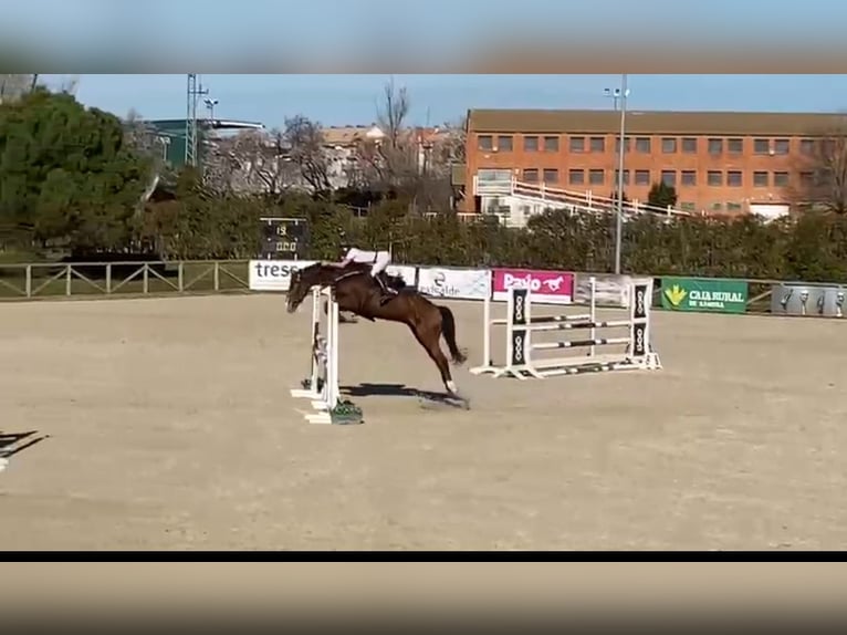 Cheval de sport espagnol Hongre 6 Ans 168 cm Bai clair in Tordesillas