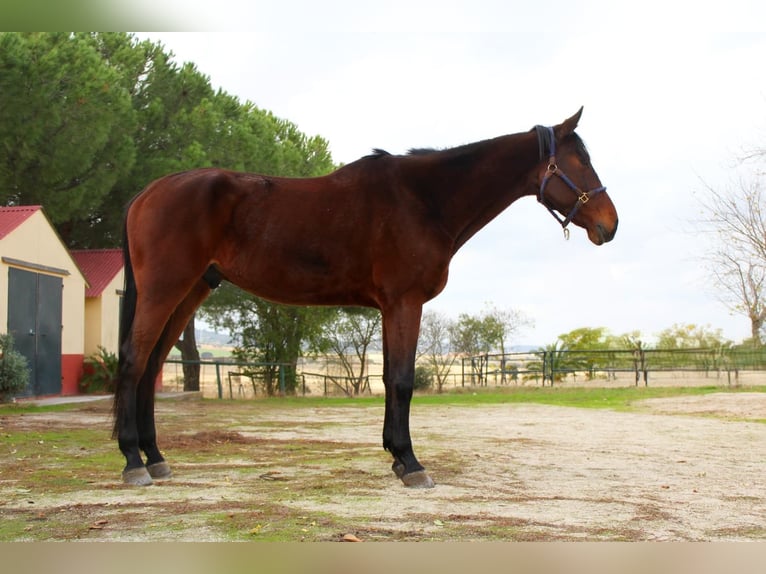 Cheval de sport espagnol Hongre 6 Ans 172 cm Bai in Caceres