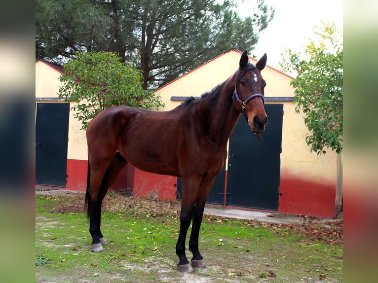 Cheval de sport espagnol Hongre 6 Ans 172 cm Bai in Caceres