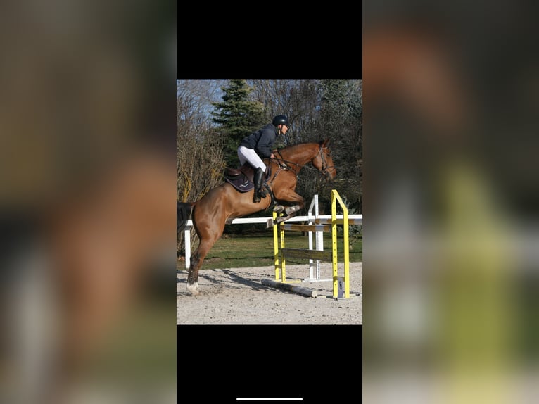 Cheval de sport espagnol Hongre 6 Ans 174 cm Bai in Alcorcon