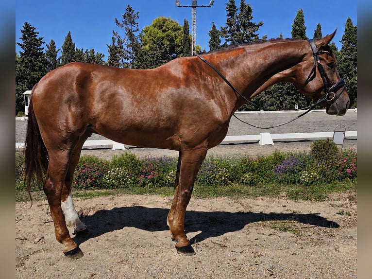 Cheval de sport espagnol Hongre 6 Ans 177 cm Alezan in San Javier
