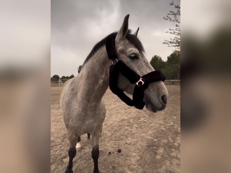 Cheval de sport espagnol Hongre 7 Ans 163 cm Gris in Montecolorado (Urbanizacion)