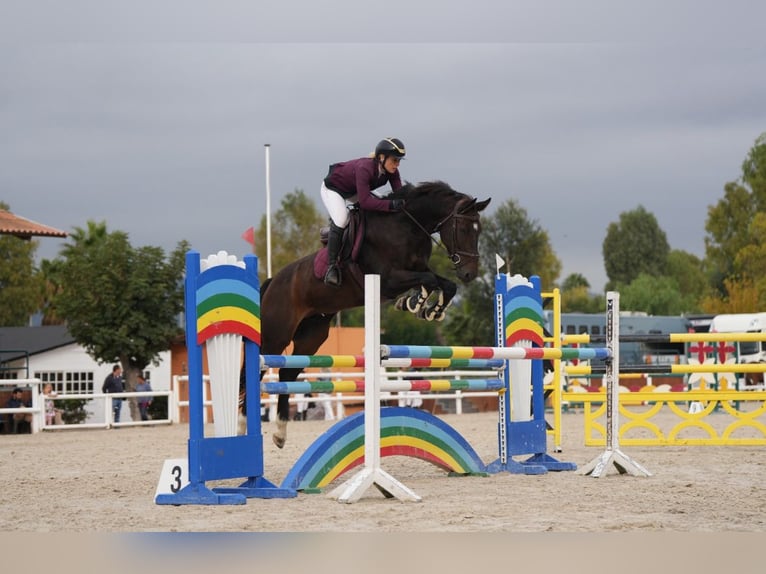Cheval de sport espagnol Hongre 7 Ans 165 cm Bai brun in Barcelona