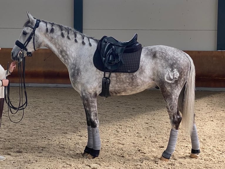 Cheval de sport espagnol Hongre 7 Ans 169 cm Gris in Valdefuentes