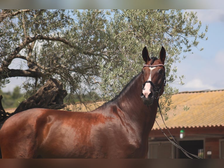 Cheval de sport espagnol Hongre 7 Ans 170 cm Bai brun in Alicante