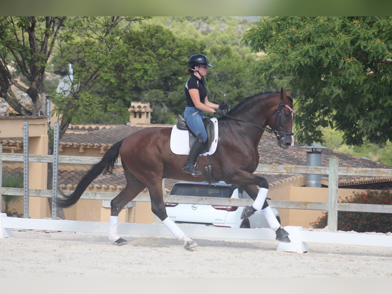 Cheval de sport espagnol Hongre 7 Ans 170 cm Bai brun in Alicante
