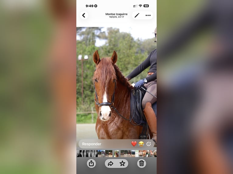 Cheval de sport espagnol Hongre 7 Ans 173 cm Alezan brûlé in Lūbz