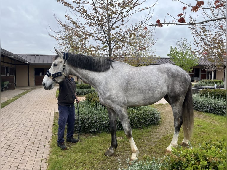 Cheval de sport espagnol Hongre 7 Ans 177 cm Alezan brûlé in San Martin De La Vega