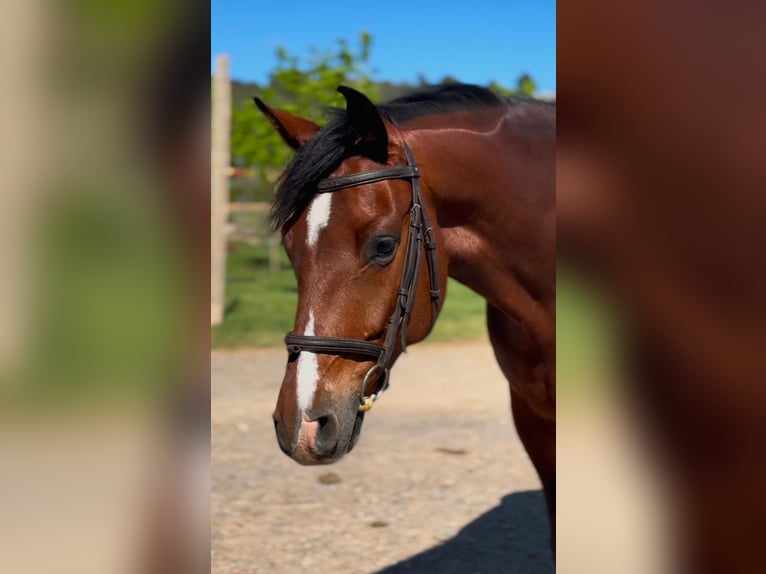 Cheval de sport espagnol Hongre 7 Ans Bai in Montblanc