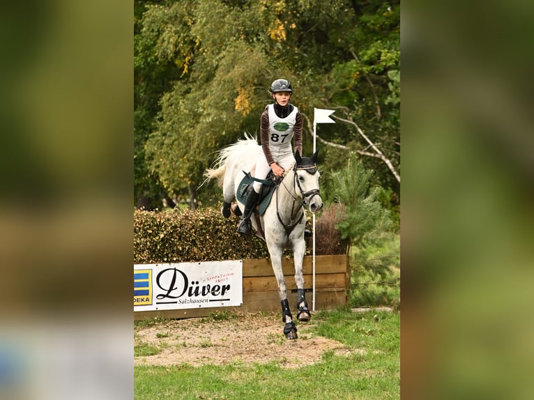 Cheval de sport espagnol Hongre 8 Ans 148 cm Gris in Wüllersleben