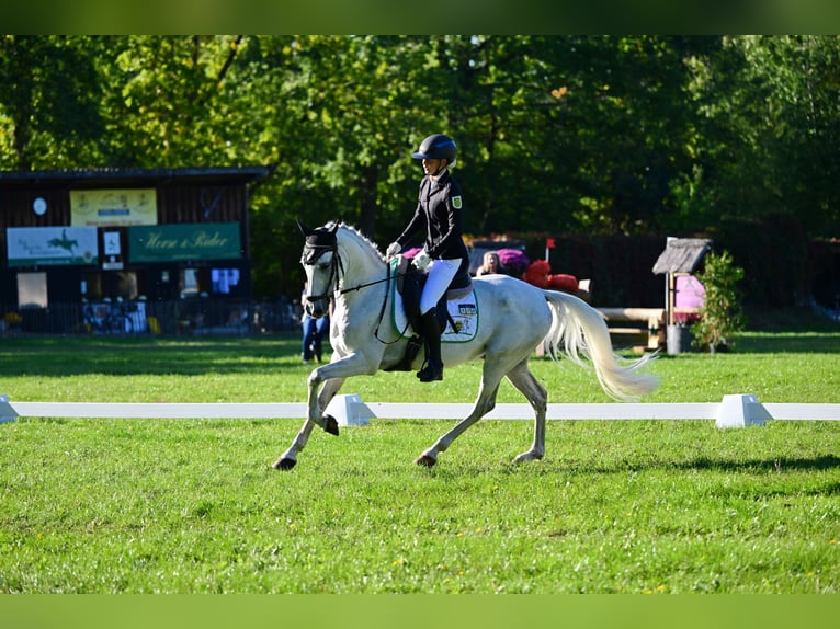 Cheval de sport espagnol Hongre 8 Ans 148 cm Gris in Wüllersleben