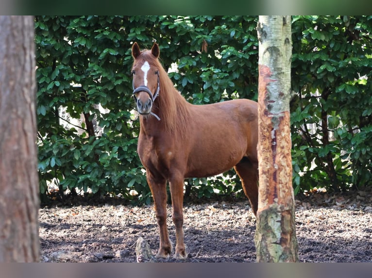 Cheval de sport espagnol Hongre 8 Ans 150 cm Alezan in Bergen op Zoom