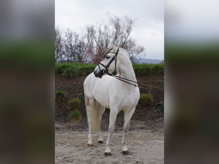 Cheval de sport espagnol Hongre 8 Ans 155 cm Blanc in Bingen am Rhein