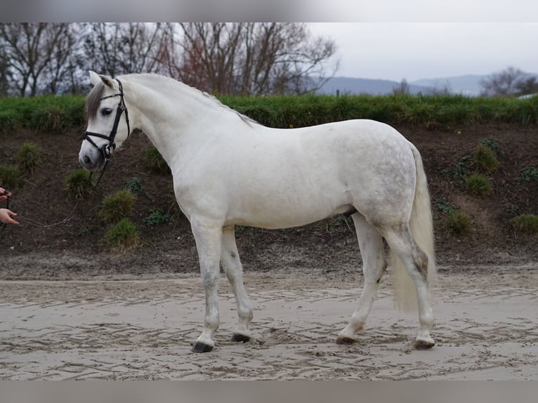 Cheval de sport espagnol Hongre 8 Ans 155 cm Blanc in Bingen am Rhein