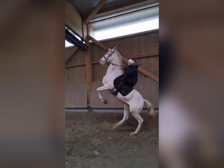 Cheval de sport espagnol Hongre 8 Ans 157 cm Perlino in Maiche