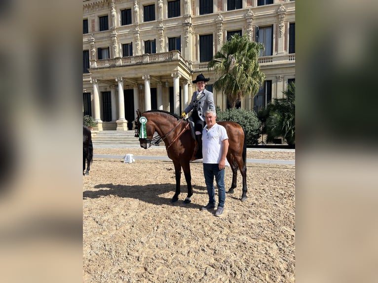 Cheval de sport espagnol Hongre 8 Ans 160 cm Bai in Pozoblanco