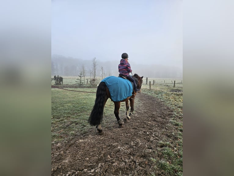 Cheval de sport espagnol Croisé Hongre 8 Ans 163 cm Bai in Beelen