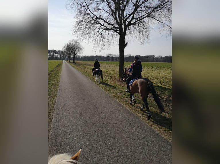 Cheval de sport espagnol Croisé Hongre 8 Ans 163 cm Bai in Beelen