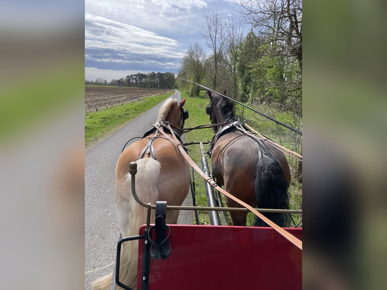 Cheval de sport espagnol Croisé Hongre 8 Ans 163 cm Bai in Beelen