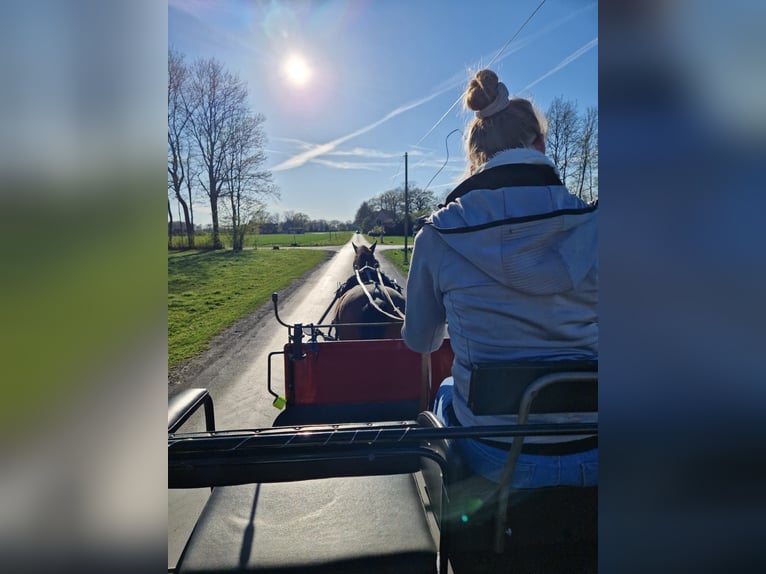 Cheval de sport espagnol Croisé Hongre 8 Ans 163 cm Bai in Beelen