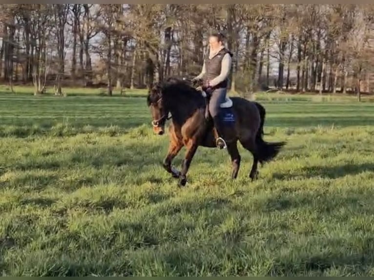 Cheval de sport espagnol Croisé Hongre 8 Ans 163 cm Bai in Beelen