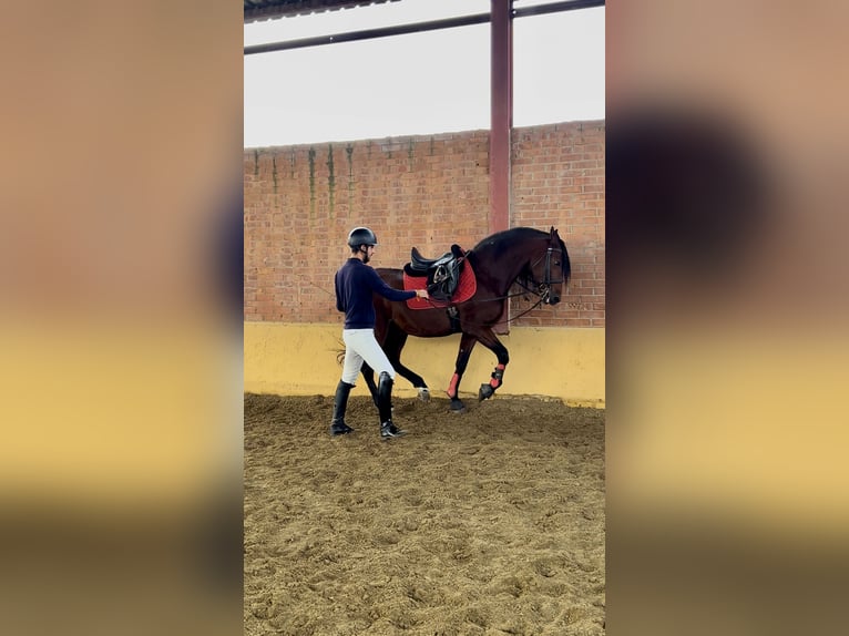 Cheval de sport espagnol Hongre 8 Ans 165 cm Bai clair in Madrid