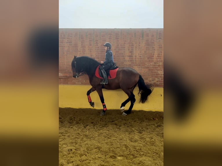 Cheval de sport espagnol Hongre 8 Ans 165 cm Bai clair in Madrid