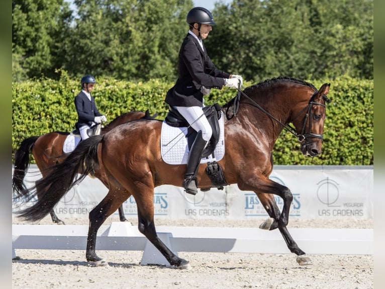 Cheval de sport espagnol Hongre 8 Ans 165 cm Bai clair in Madrid