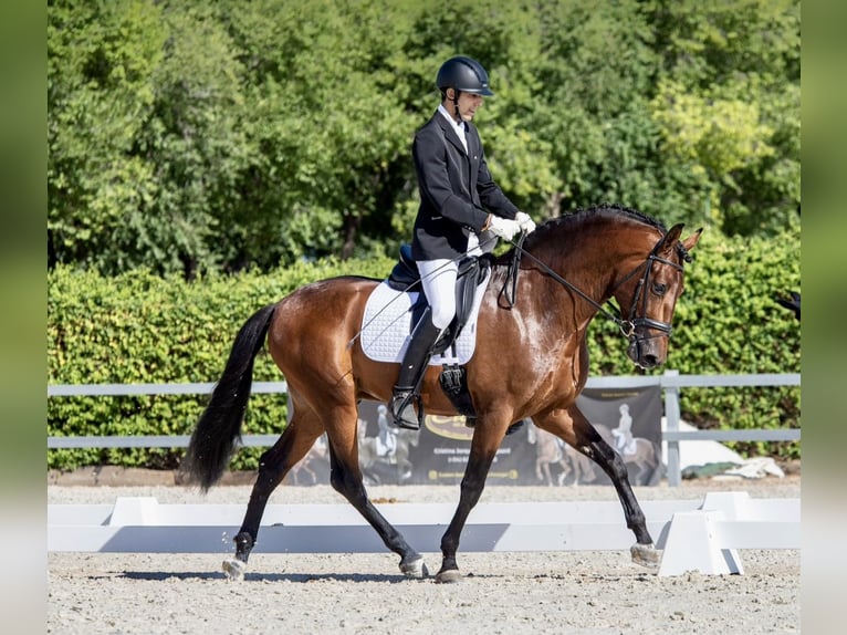 Cheval de sport espagnol Hongre 8 Ans 165 cm Bai clair in Madrid