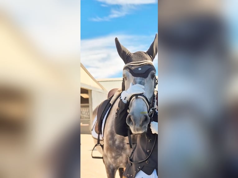 Cheval de sport espagnol Hongre 8 Ans 166 cm Rouan bleu in Evergem