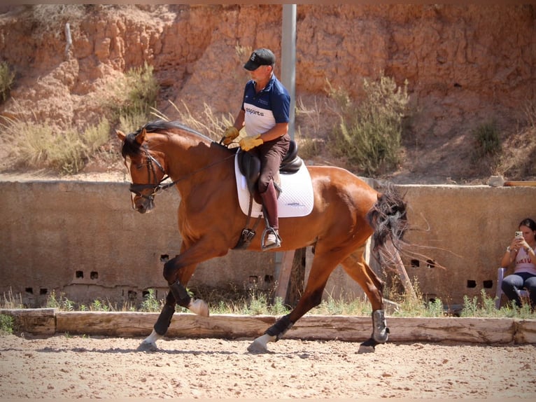 Cheval de sport espagnol Hongre 8 Ans 168 cm Bai in Valencia