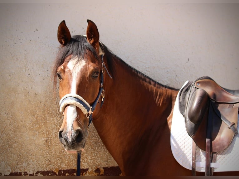 Cheval de sport espagnol Hongre 8 Ans 168 cm Bai in Valencia