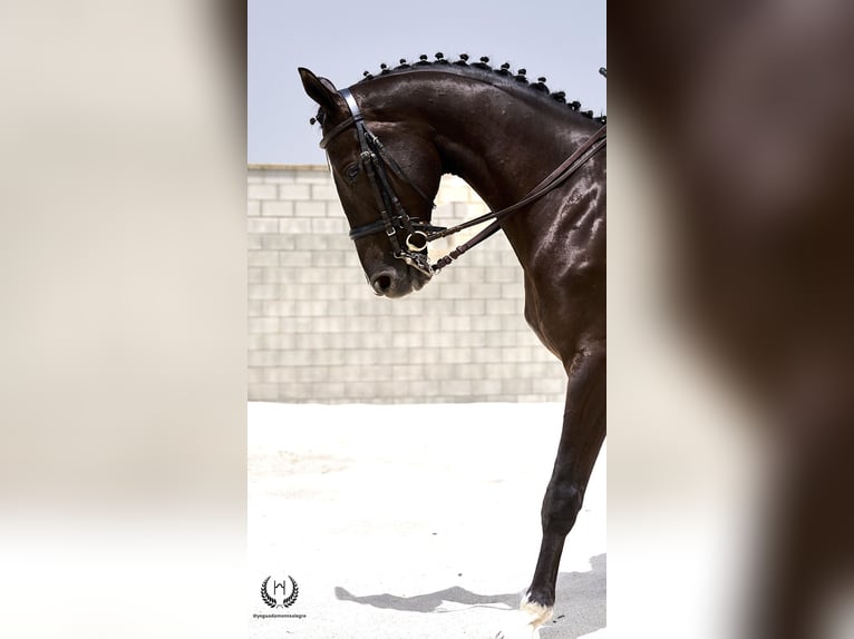 Cheval de sport espagnol Hongre 8 Ans 168 cm Noir in Navalperal De Pinares