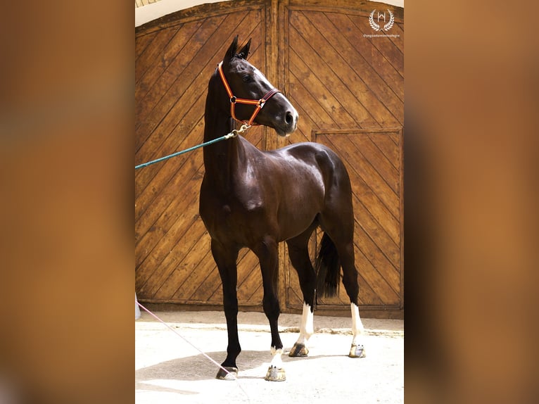 Cheval de sport espagnol Hongre 8 Ans 168 cm Noir in Navalperal De Pinares