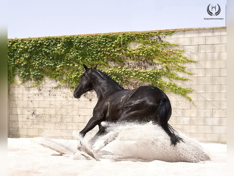 Cheval de sport espagnol Hongre 8 Ans 168 cm Noir in Navalperal De Pinares