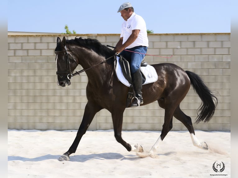 Cheval de sport espagnol Hongre 8 Ans 168 cm Noir in Navalperal De Pinares