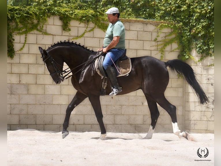 Cheval de sport espagnol Hongre 8 Ans 168 cm Noir in Navalperal De Pinares