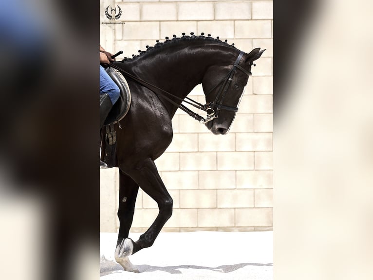 Cheval de sport espagnol Hongre 8 Ans 168 cm Noir in Navalperal De Pinares