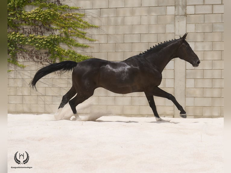 Cheval de sport espagnol Hongre 8 Ans 168 cm Noir in Navalperal De Pinares