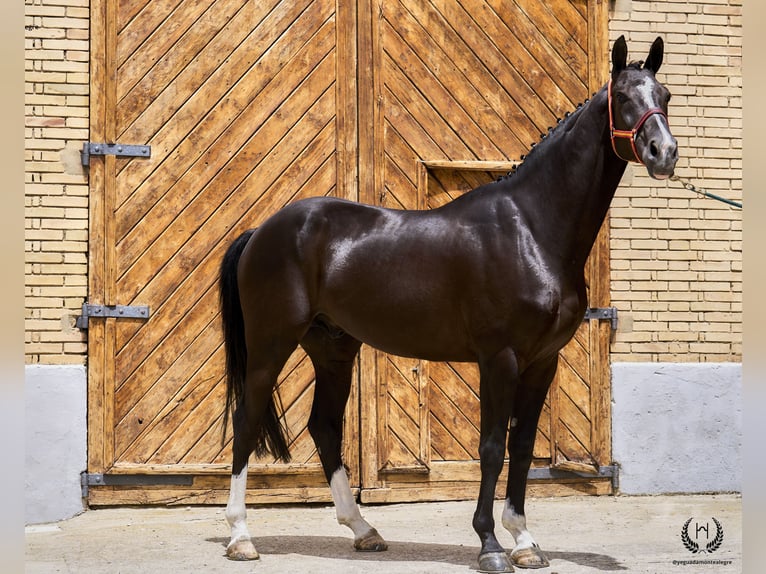 Cheval de sport espagnol Hongre 8 Ans 168 cm Noir in Navalperal De Pinares