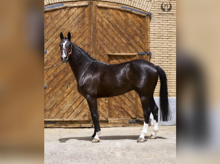 Cheval de sport espagnol Hongre 8 Ans 168 cm Noir in Navalperal De Pinares