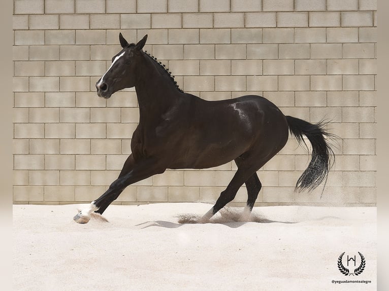 Cheval de sport espagnol Hongre 8 Ans 168 cm Noir in Navalperal De Pinares