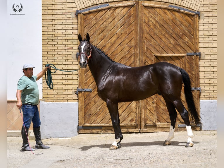 Cheval de sport espagnol Hongre 8 Ans 168 cm Noir in Navalperal De Pinares