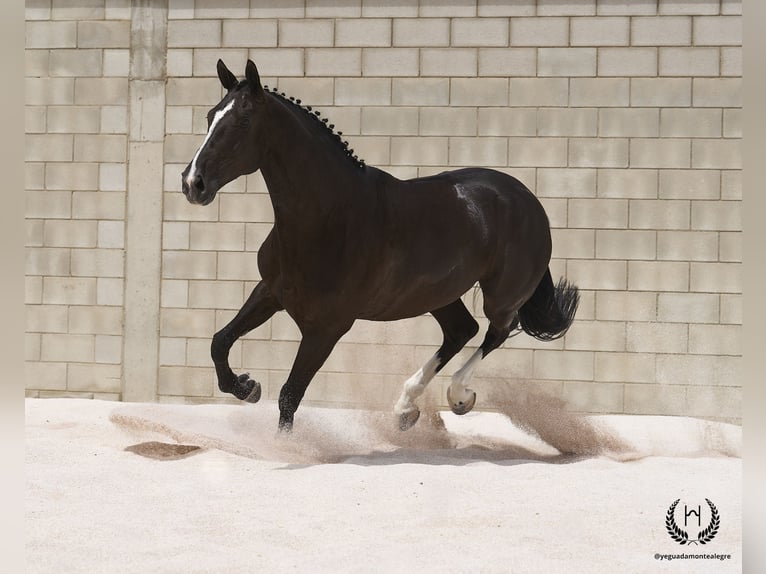 Cheval de sport espagnol Hongre 8 Ans 168 cm Noir in Navalperal De Pinares